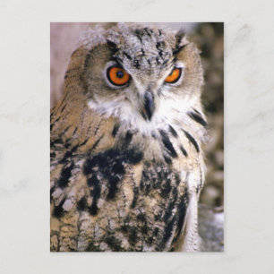 owl postcard