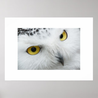 Owl Poster