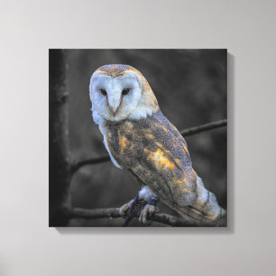Owl : Selective Colour Photography Canvas Print