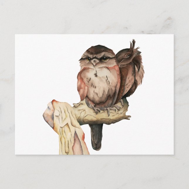 Owl Siblings Watercolor Portrait Postcard (Front)