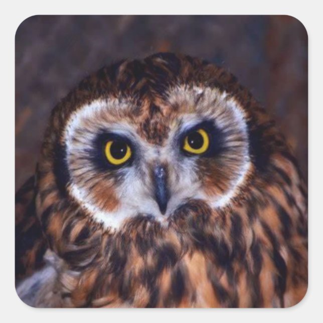 owl square sticker (Front)