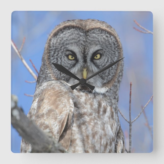 Owl Square Wall Clock (Front)