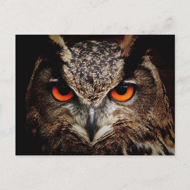 OWL stare Postcard (Front)