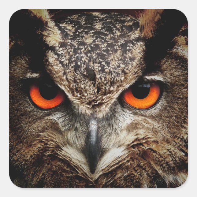 OWL stare Square Sticker (Front)