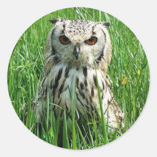 Owl sticker
