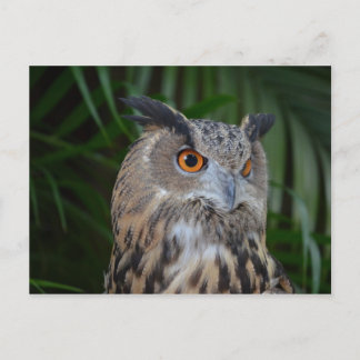 owl turning to the right head view bird postcard