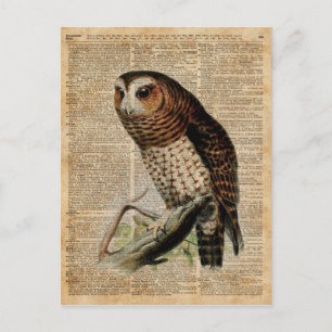 Owl Vintage Illustration Zoology Dictionary Art Postcard