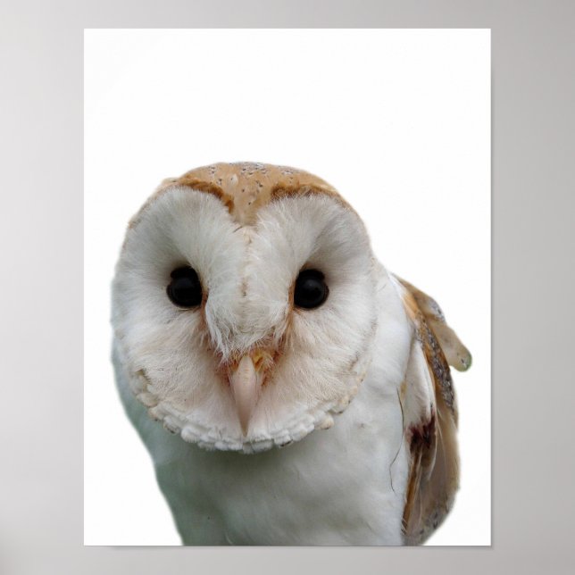 Owl wild animal photo peekaboo kids room poster (Front)