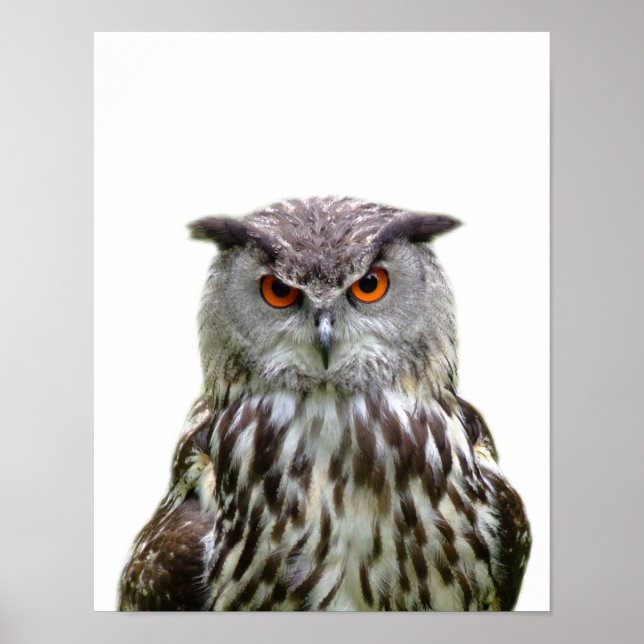 Owl wild forest animal photo peekaboo nursery poster (Front)