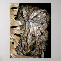 Owl Wink
