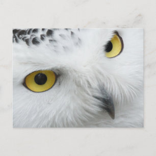 Owl yellow eyes postcard