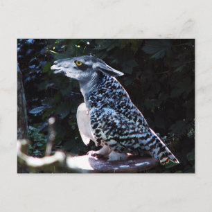 Owlama postcard