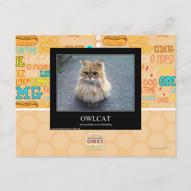 Owlcat Postcard (Front)