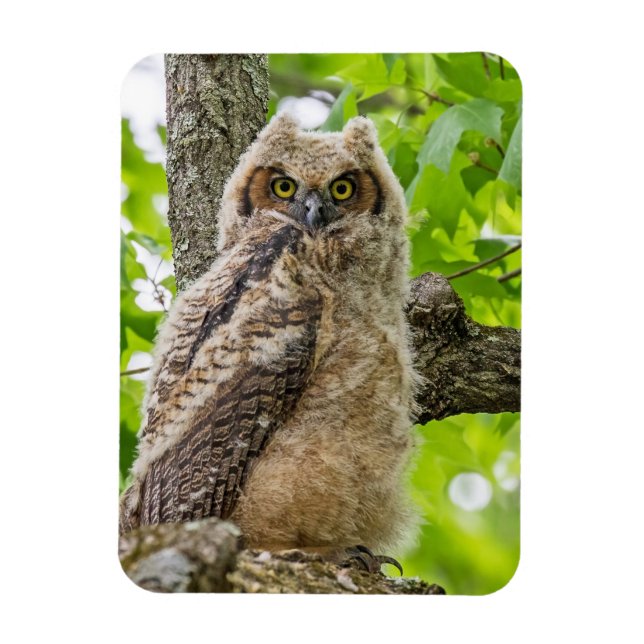 Owlet Magnet (Vertical)