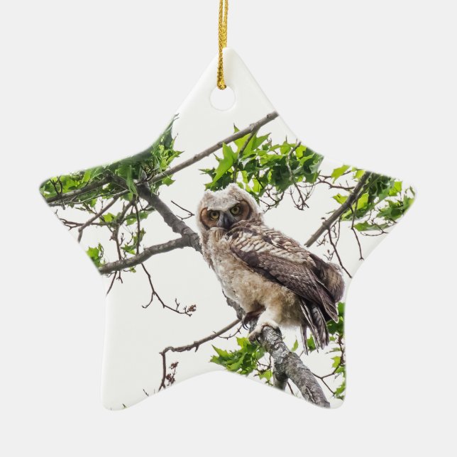 Owlet On A Maple Tree Branch Ceramic Tree Decoration (Front)