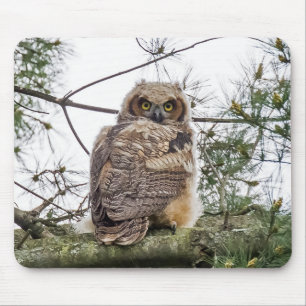 Owlet On A Pine Branch Mouse Pad