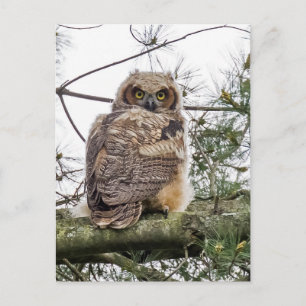 Owlet On A Pine Branch Postcard
