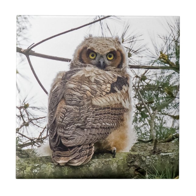 Owlet On A Pine Branch  Tile (Front)