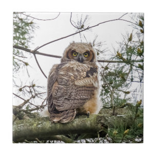 Owlet On A Pine Branch Tile