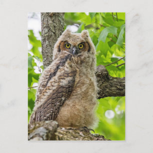 Owlet Postcard