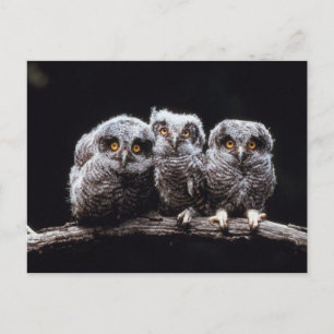 Owlet Trio Postcard