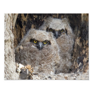 Owlets Photo Print
