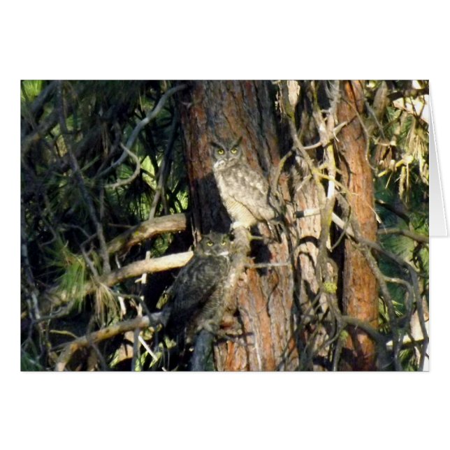 Owls (Front Horizontal)