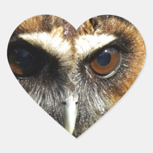 Owls Animal Birds Nature Park Tree Harmony Destiny Heart Sticker