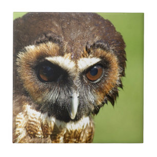 Owls Animal Birds Nature Park Tree Harmony Destiny Tile