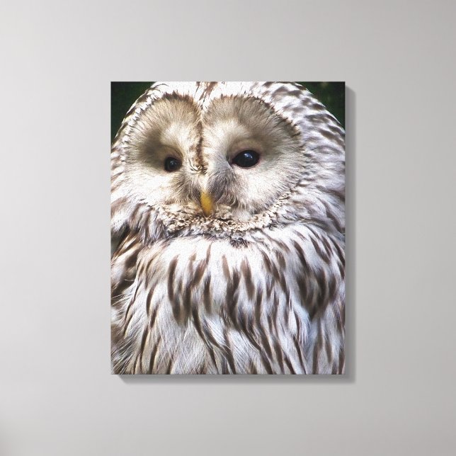 OWLS CANVAS PRINT (Front)