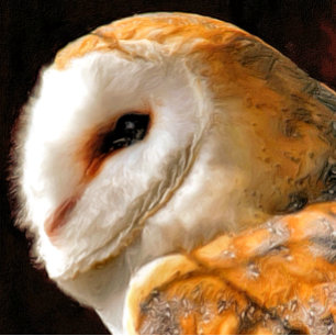 OWLS CARD