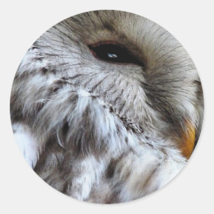 OWLS CLASSIC ROUND STICKER