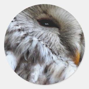 OWLS CLASSIC ROUND STICKER