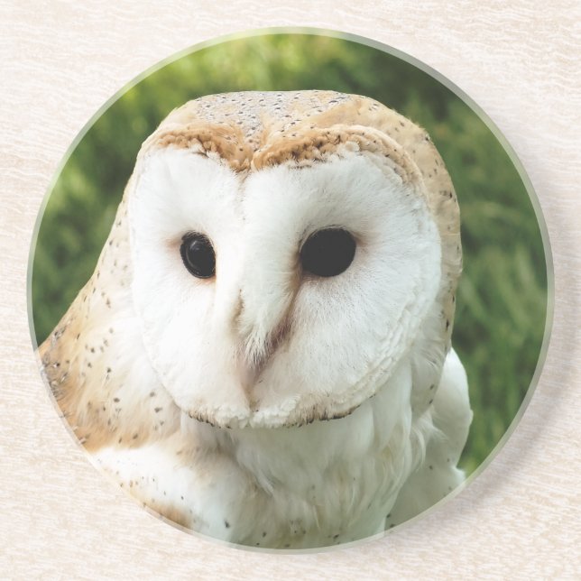 OWLS COASTER (Front)