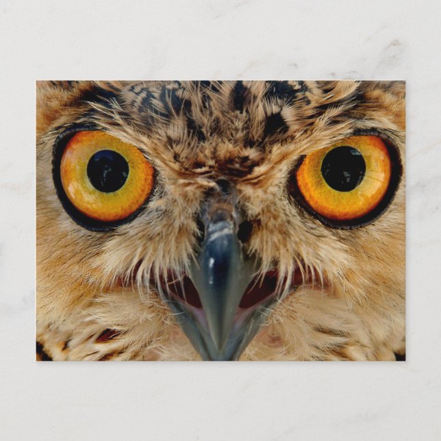 Owls Eyes Postcard (Front)
