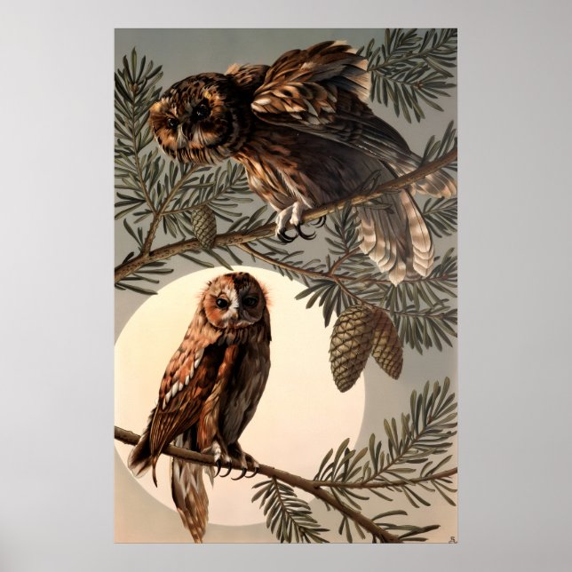 Owls In Moon Light by Anton Seder Poster (Front)
