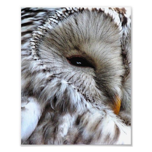 OWLS PHOTO PRINT (Front)