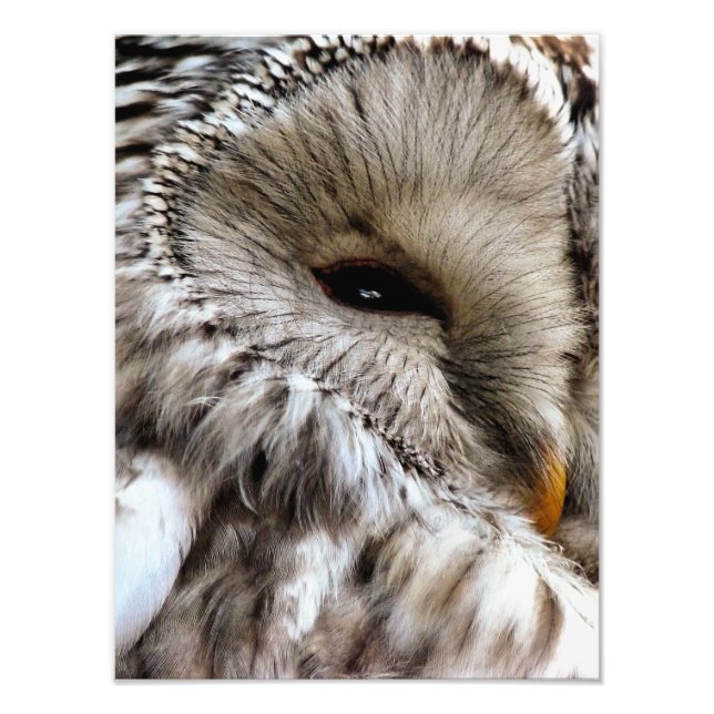 OWLS PHOTO PRINT (Front)