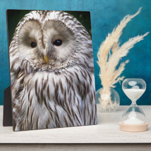 OWLS PLAQUE