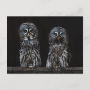 Owls Postcard