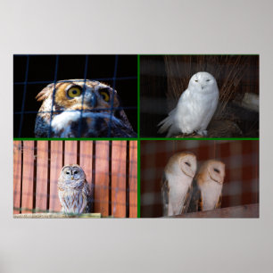 Owls Poster