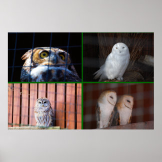 Owls Poster