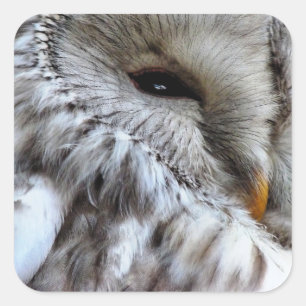 OWLS SQUARE STICKER