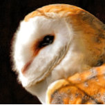 OWLS TEA TOWEL<br><div class="desc">A beautiful soft artistic watercolor of a Barn Owl.</div>