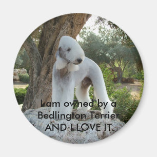 Owned by a Bedlington Terrier Magnet