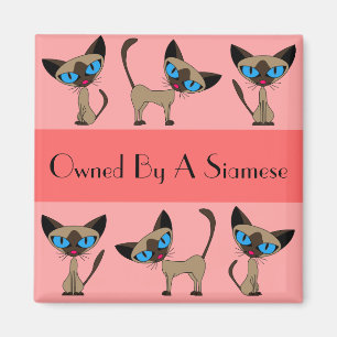 Owned By A Siamese Magnet