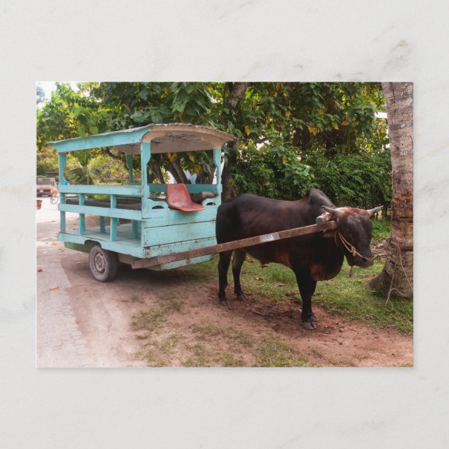 Ox Cart Postcard (Front)