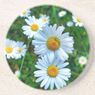 Ox-Eye Daisies Coaster