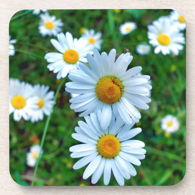 Ox-Eye Daisies Coaster (Front)