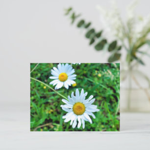 Ox-Eye Daisies Postcard
